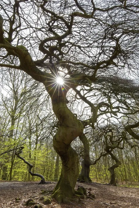 Framed Print : Cripple dwarf beech, deformed tree at Witches Forest