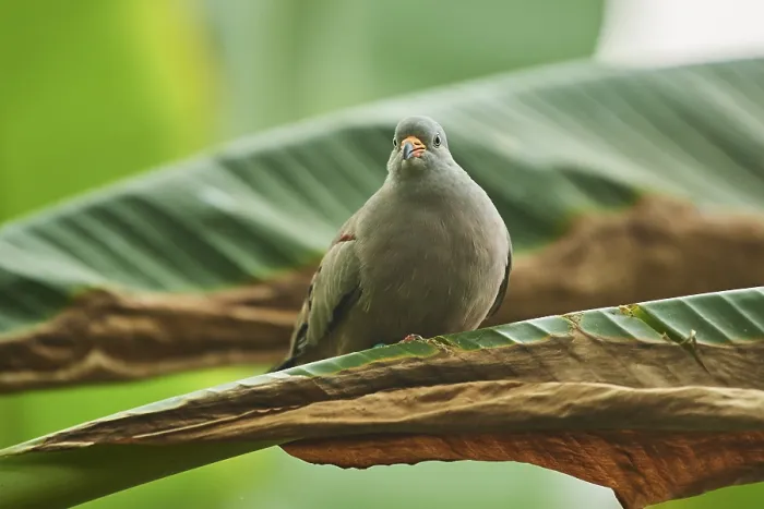 Framed Print : Croaking ground dove (Columbina cruziana)