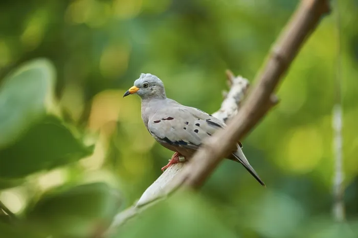 Framed Print : Croaking ground dove (Columbina cruziana) sitting on a branch