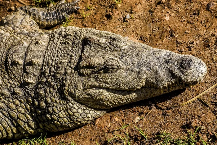 Framed Print : Crocodile (Crocodylia), Cango Wildlife Ranch Framed Print : Crocodile (Crocodylia), Cango Wildlife Ranch
