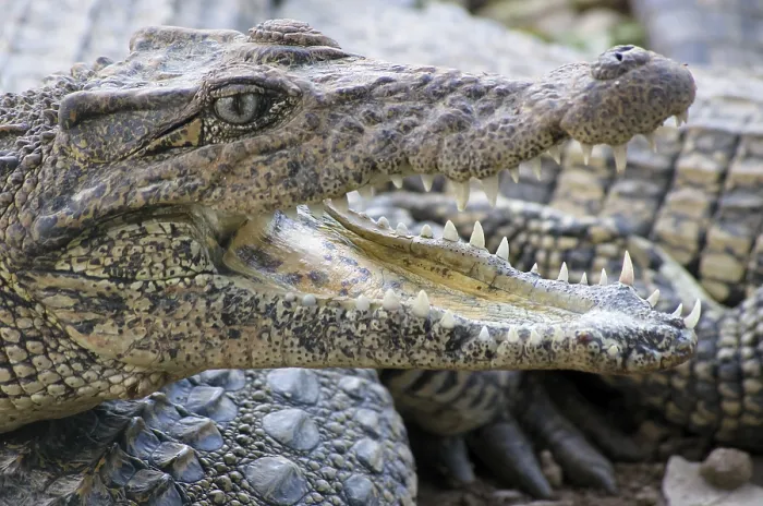 Framed Print : Crocodile farm, Cuba (crocodylus rhombifer)