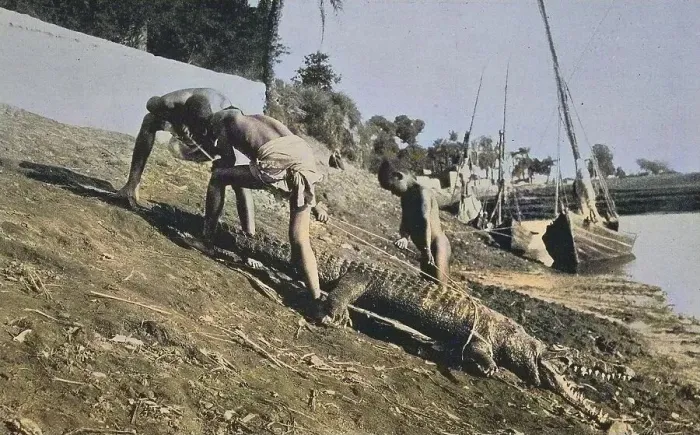 Framed Print : Crocodile hunt, Egypt, Historical
