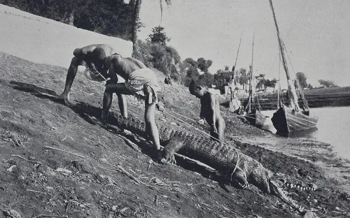 Framed Print : Crocodile Hunt on the Nile, 187