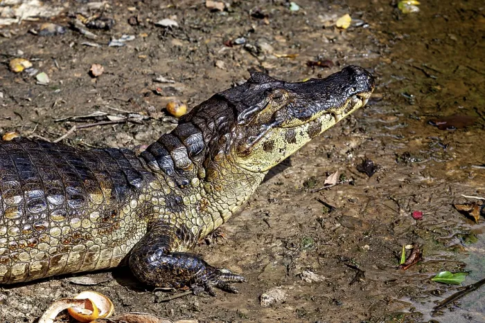 Framed Print : A crocodile lies on its side on the earthy surface