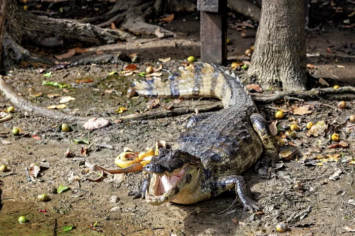 Framed Print : A crocodile lies on a forest floor with foliage and shade Framed Print : A crocodile lies on a forest floor with foliage and shade