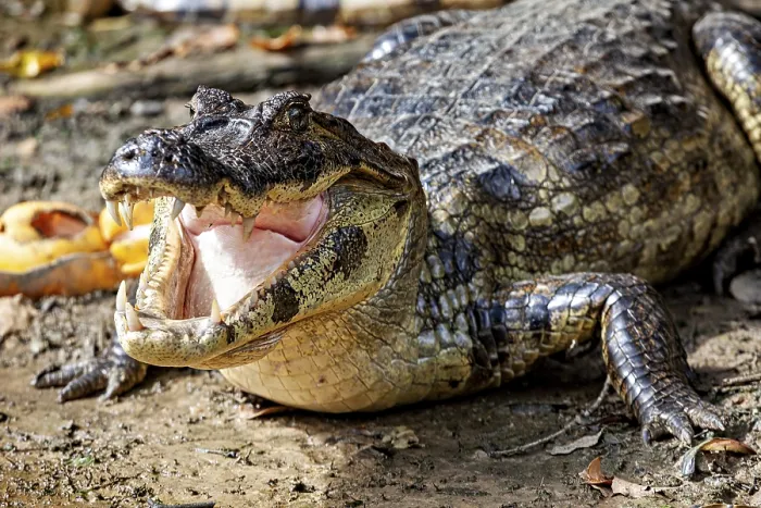 Framed Print : A crocodile lies on the ground with its mouth open and shows its teeth