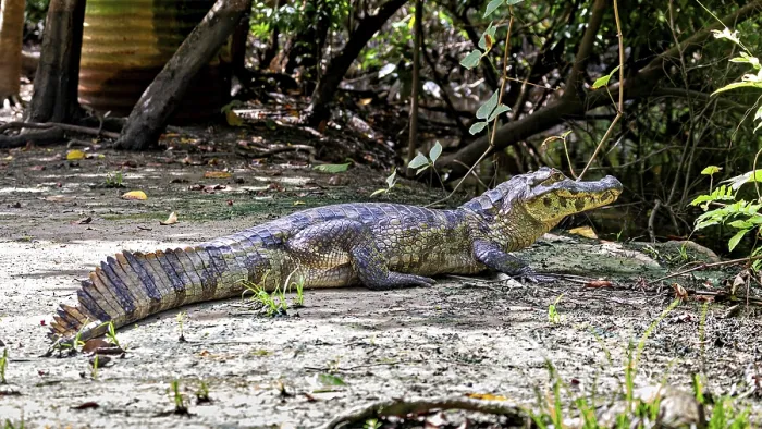 Framed Print : A crocodile lies on the ground surrounded by vegetation