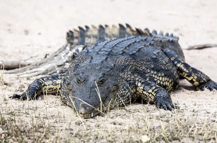 Framed Print : Crocodile lining in the bush, game reserve Botswana