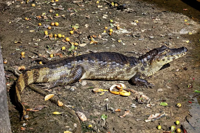 Framed Print : Crocodile lying on its side on earthy ground
