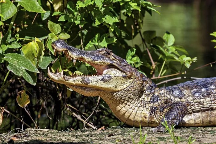 Framed Print : A crocodile with its mouth open in a green environment with plants
