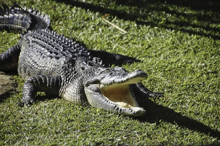 Framed Print : A crocodile with open mouth Framed Print : A crocodile with open mouth
