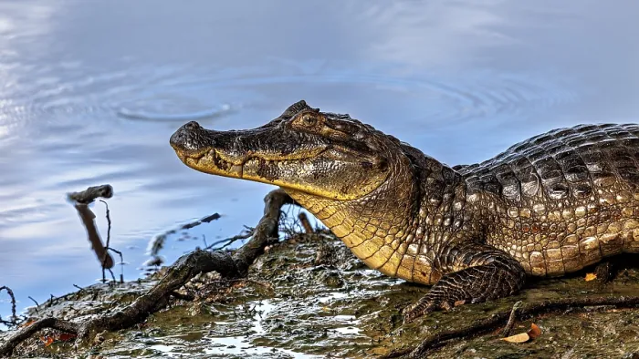 Framed Print : A crocodile rests on the bank of a blue water body