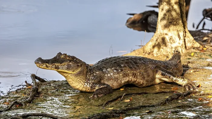 Framed Print : A crocodile rests in the shade of a tree on the bank of a body of water