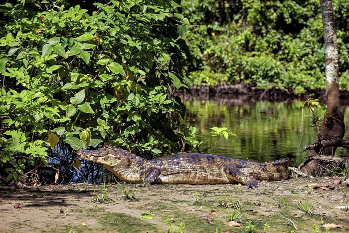 Framed Print : A crocodile on a riverbank in a green