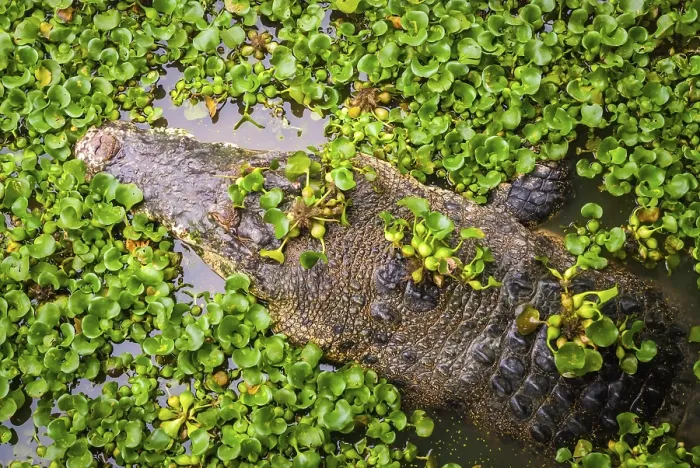 Framed Print : Crocodile swimming in water with green leaves from above