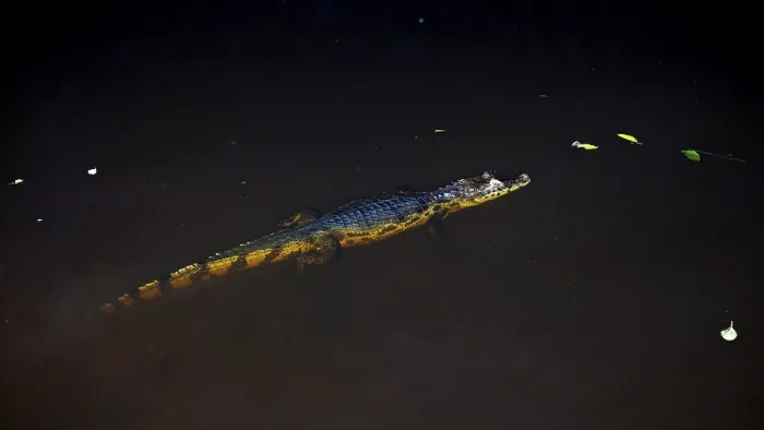 Framed Print : A crocodile swims calmly in the dark water