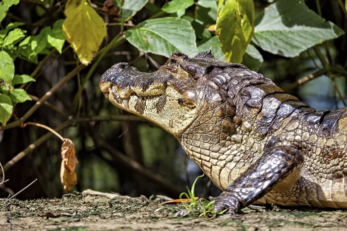 Framed Print : A crocodile's head rises out of the vegetation
