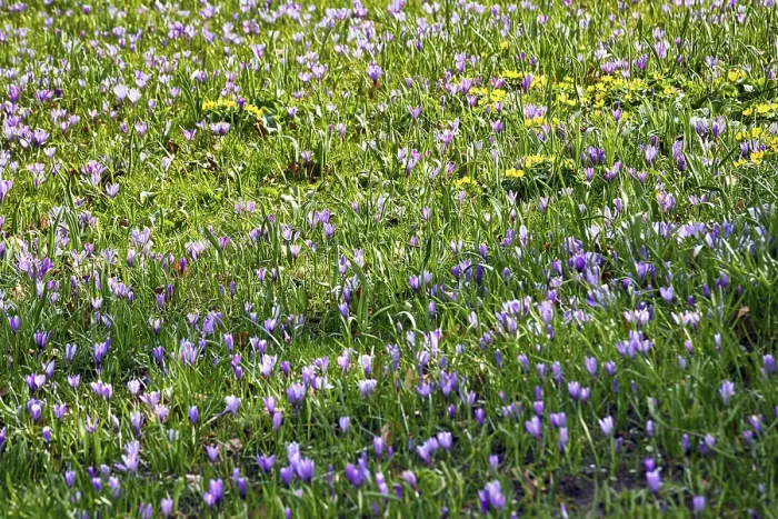 Framed Print : Crocus blossom, crocus meadow, sea of blossoms