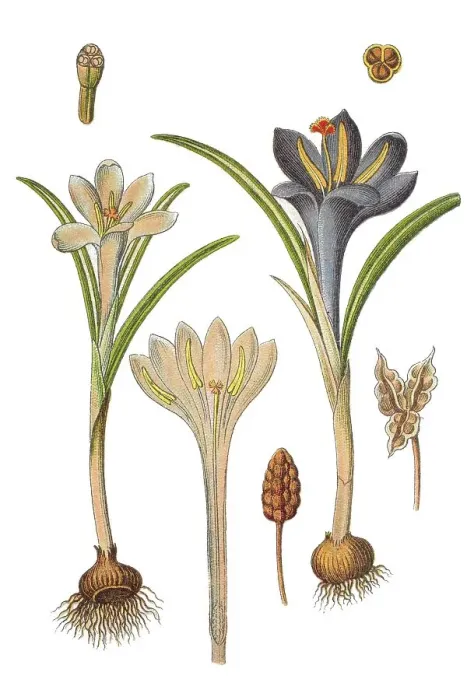 Framed Print : Crocus (Crocus parviflorus), medicinal plant