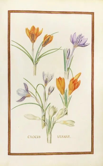 Framed Print : Crocus vernus, spring crocus, historical Framed Print : Crocus vernus, spring crocus, historical