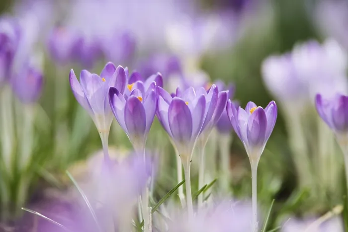 Framed Print : Crocuses (Crocus sp.)