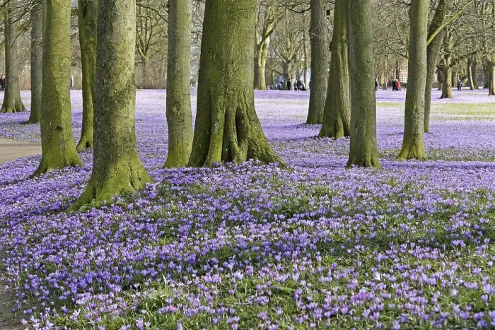 Framed Print : Crocuses (Crocus sp.), Husum palace gardens Framed Print : Crocuses (Crocus sp.), Husum palace gardens