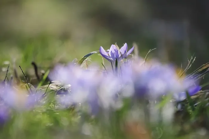 Framed Print : Crocuses, February, Germany