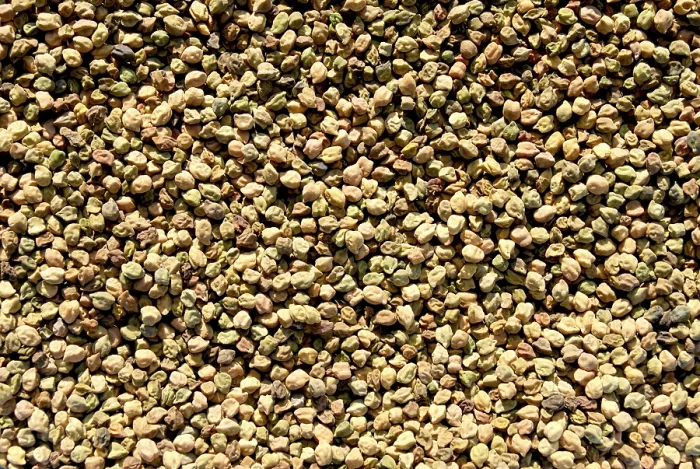 Framed Print : Crop gram local name harbhara maharashtra