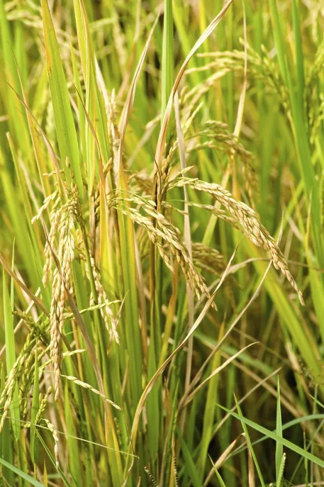 Framed Print : Crop rice paddy, Karnataka, India