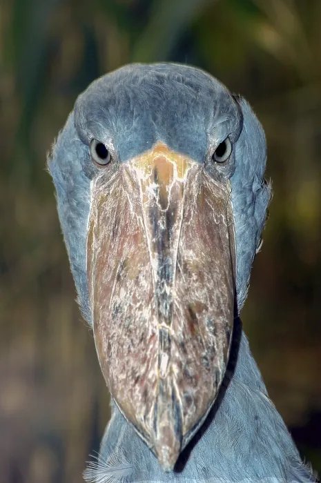 Framed Print : The cropped head and large beak of a shoebill looking into the camera against a blurred background Framed Print : The cropped head and large beak of a shoebill looking into the camera against a blurred background