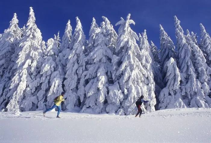 Framed Print : Two cross-country skiers passing in front of trees covered in heavy snow on Mt