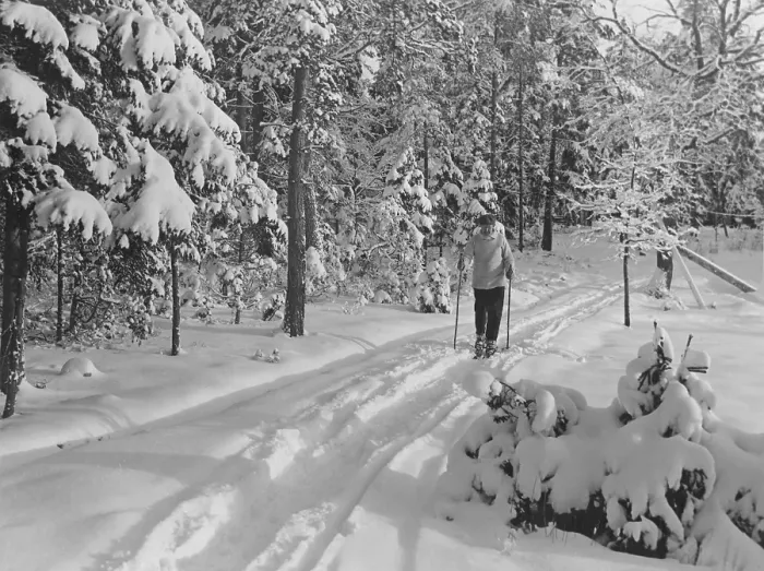 Framed Print : Cross-country skiing in the 1930s. An elderly man cross-country skis along a path in the forest. A suitable exercise on a fine winter's day in the 1930s. He is dressed in trousers and a knitted sweater with a cap on his head