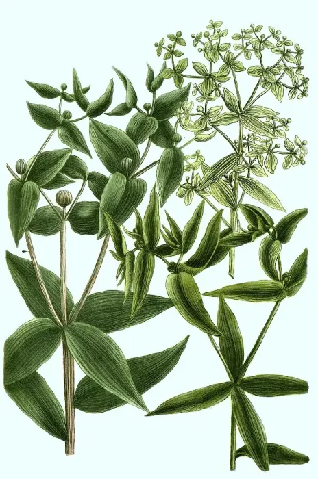 Framed Print : Cross-leaved spurge, the caper spurge (Euphorbia lathyris) or paper spurge