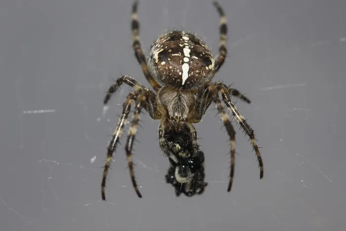 Framed Print : Cross spider (Araneus diadematus)
