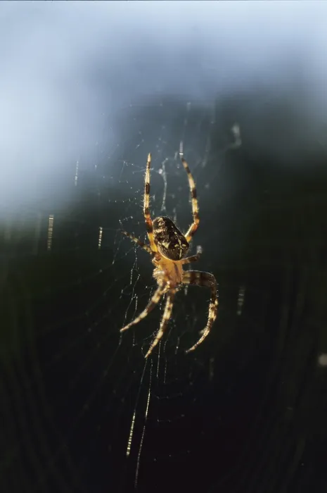 Framed Print : Cross spider (Araneus diadematus)