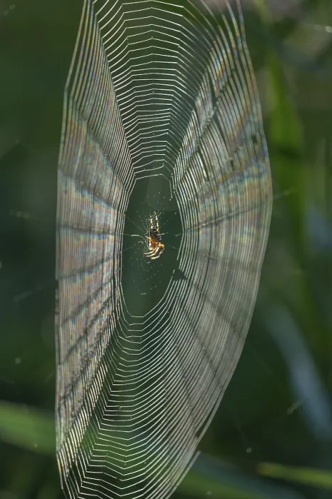 Framed Print : Cross spider (Araneus) sitting in a spider web Framed Print : Cross spider (Araneus) sitting in a spider web