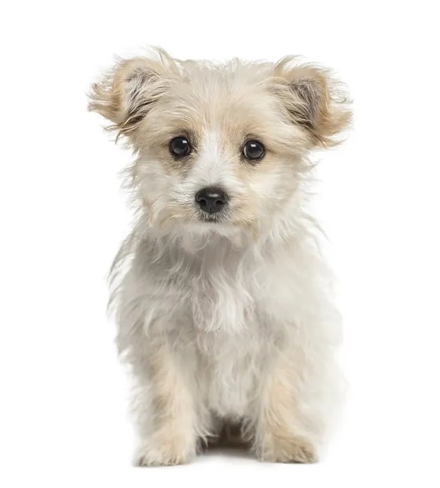 Framed Print : Crossbreed dog looking at the camera Framed Print : Crossbreed dog looking at the camera