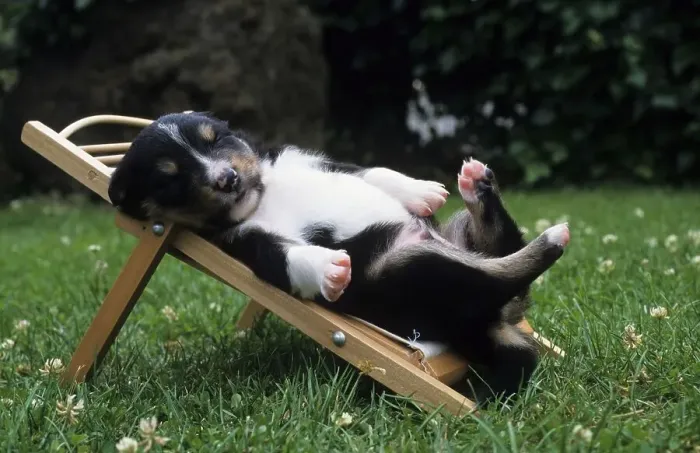 Framed Print : Crossbreed pup laying on deck chair Framed Print : Crossbreed pup laying on deck chair