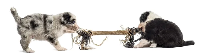Framed Print : Two crossbreed puppies playing with a rope isolated on white Framed Print : Two crossbreed puppies playing with a rope isolated on white
