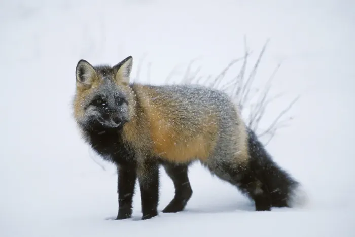 Framed Print : Crossfox in snow, cross of Silverfox and Red Fox (Vulpes vulpes)