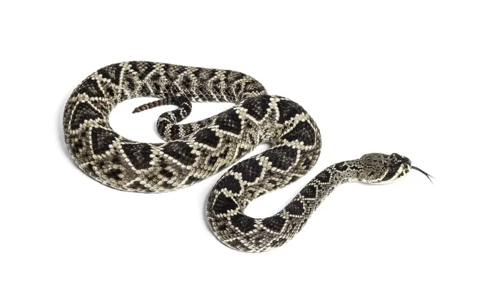 Framed Print : Crotalus atrox, western diamondback rattlesnake or Texas diamond-back