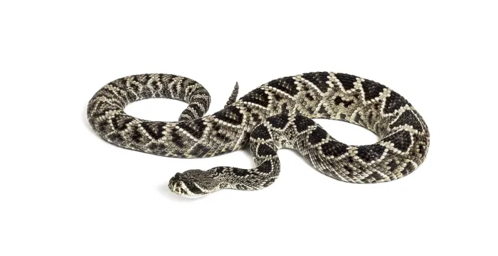Framed Print : Crotalus atrox, western diamondback rattlesnake or Texas diamond-back