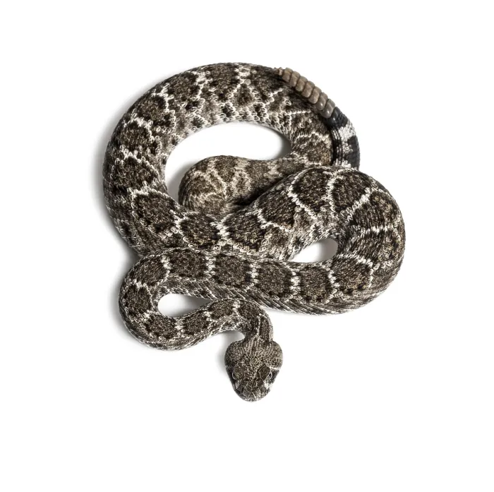 Framed Print : Crotalus atrox, western diamondback rattlesnake or Texas diamond-back