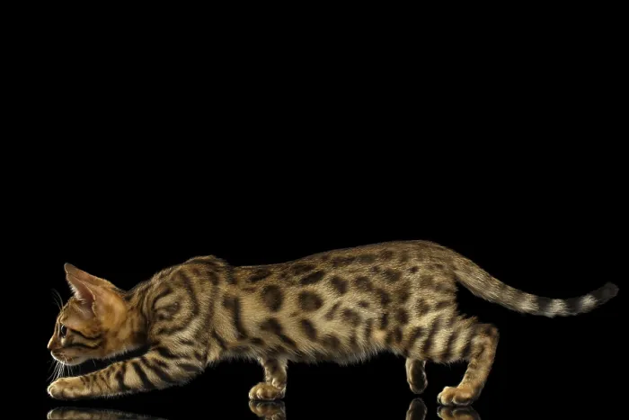 Framed Print : Crouching Bengal Kitty Isolated on Black Background Framed Print : Crouching Bengal Kitty Isolated on Black Background