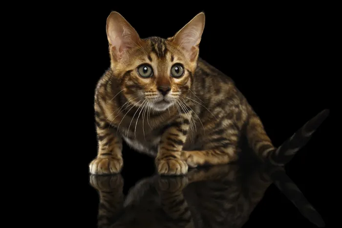 Framed Print : Crouching Bengal Kitty Isolated on Black Background Framed Print : Crouching Bengal Kitty Isolated on Black Background