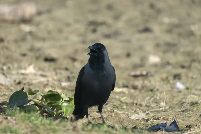 Framed Print : A crow (Corvus splendens) stands on the ground with its beak open Framed Print : A crow (Corvus splendens) stands on the ground with its beak open
