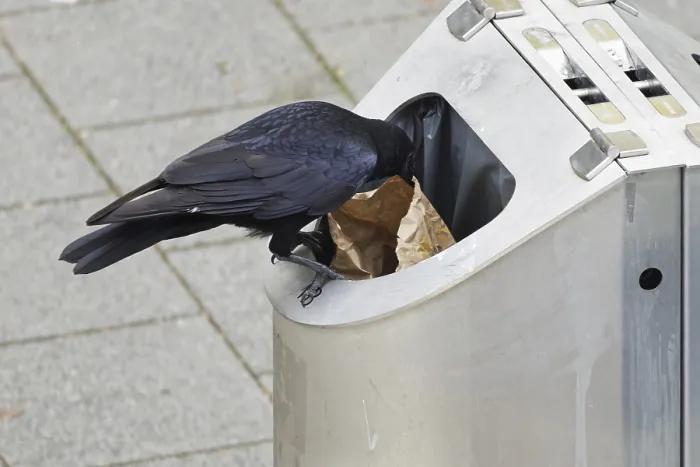 Framed Print : A crow sits on a rubbish bin looking for food Framed Print : A crow sits on a rubbish bin looking for food