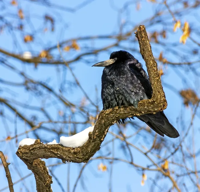 Framed Print : A crow sitting on a branch