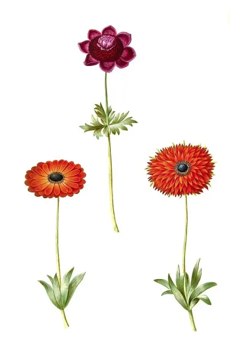 Framed Print : Crown anemone or poppy anemone (Anemone coronaria) Framed Print : Crown anemone or poppy anemone (Anemone coronaria)