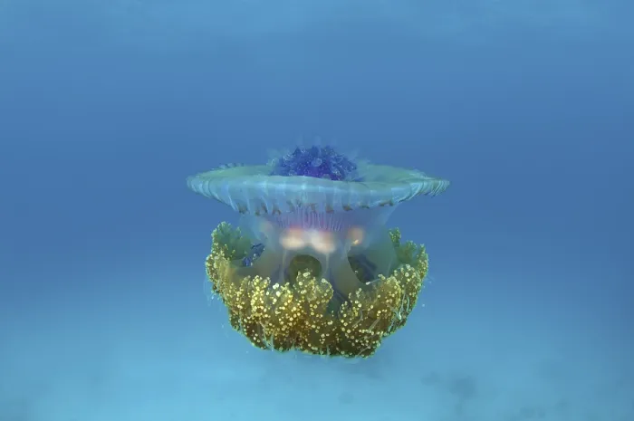 Framed Print : Crown Jellyfish or Cauliflower Jellyfish (Cephea cephea)